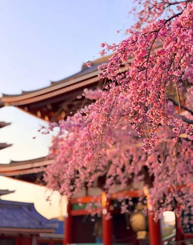 日本の春、ピンクが多すぎ