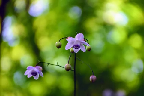 儚くも凛とした花の姿