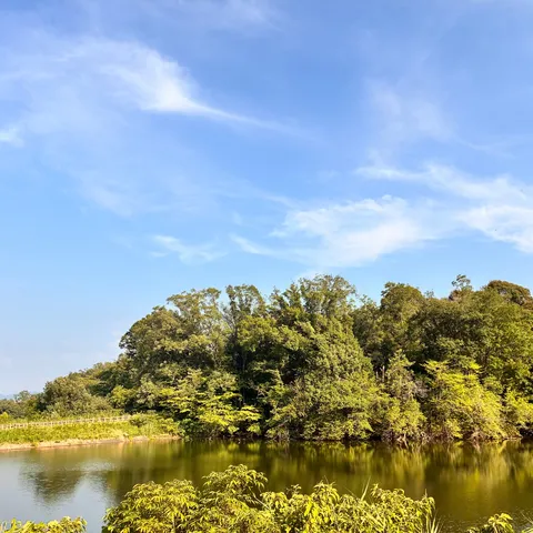 新緑の湖畔、静寂の息吹