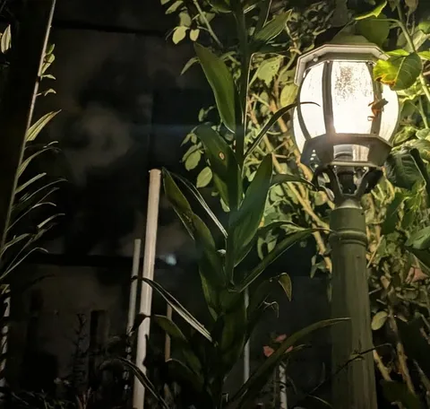 夜の灯りと草花の息吹