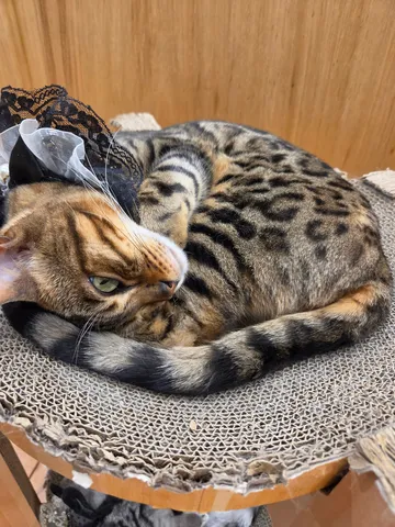 レースの首飾り猫の眠り