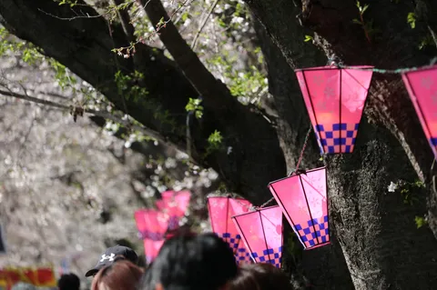 桜の下、灯りの連なり