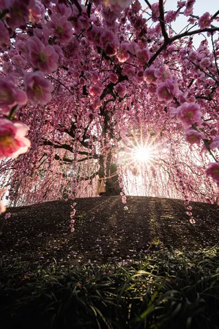 桜降る丘、輝く木漏れ日