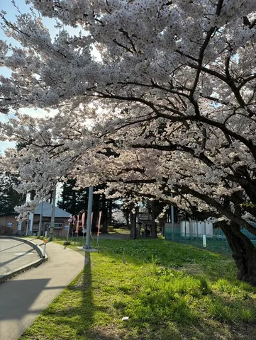 満開の桜と春の道