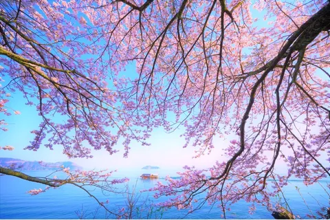 桜越しに望む水辺のきらめき