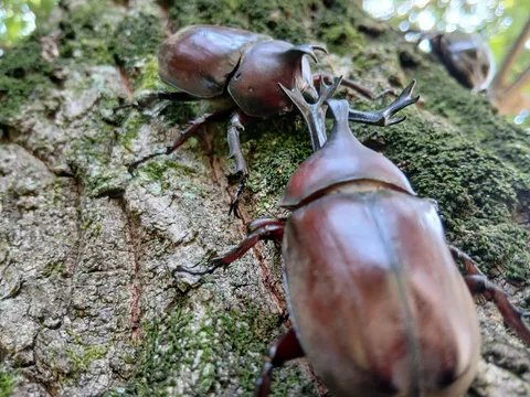 樹皮とカブトムシの邂逅